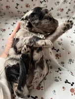 Marcus, a male Goldendoodle for sale in Four Oaks, NC – Photo 6 of 7