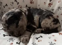 Marcus, a male Goldendoodle for sale in Four Oaks, NC – Photo 7 of 7