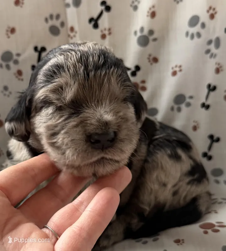 Marcus – Goldendoodle puppy for sale in Four Oaks, NC