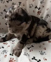 Marcus, a male Goldendoodle for sale in Four Oaks, NC – Photo 5 of 7