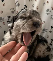 Marcus, a male Goldendoodle for sale in Four Oaks, NC – Photo 2 of 7