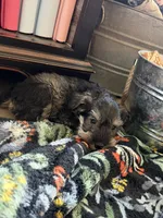 Keith, a male Miniature Schnauzer for sale in Four Oaks, NC – 5 of 7