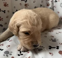 Fitz, a male Goldendoodle for sale in Four Oaks, NC – Photo 4 of 5