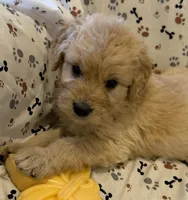 Fitz, a male Goldendoodle for sale in Four Oaks, NC – 2 of 7