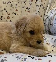 Fitz, a male Goldendoodle for sale in Four Oaks, NC – 3 of 7