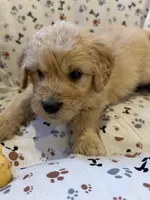 Fitz, a male Goldendoodle for sale in Four Oaks, NC – 6 of 7