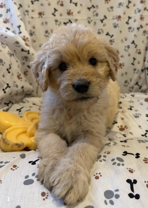 Fitz – Goldendoodle puppy for sale in Four Oaks, NC