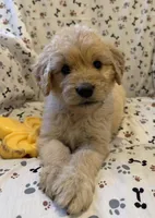 Fitz, a male Goldendoodle for sale in Four Oaks, NC – 1 of 7