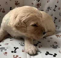 Fitz, a male Goldendoodle for sale in Four Oaks, NC – Photo 3 of 5