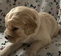 Fitz, a male Goldendoodle for sale in Four Oaks, NC – Photo 2 of 5