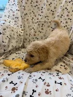 Fitz, a male Goldendoodle for sale in Four Oaks, NC – 7 of 7