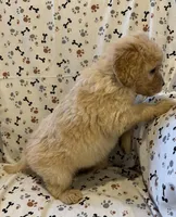 Fitz, a male Goldendoodle for sale in Four Oaks, NC – 5 of 7
