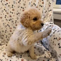 Fitz, a male Goldendoodle for sale in Four Oaks, NC – 4 of 7