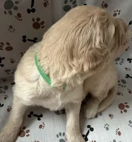 Fitz, a male Goldendoodle for sale in Four Oaks, NC – Photo 5 of 5