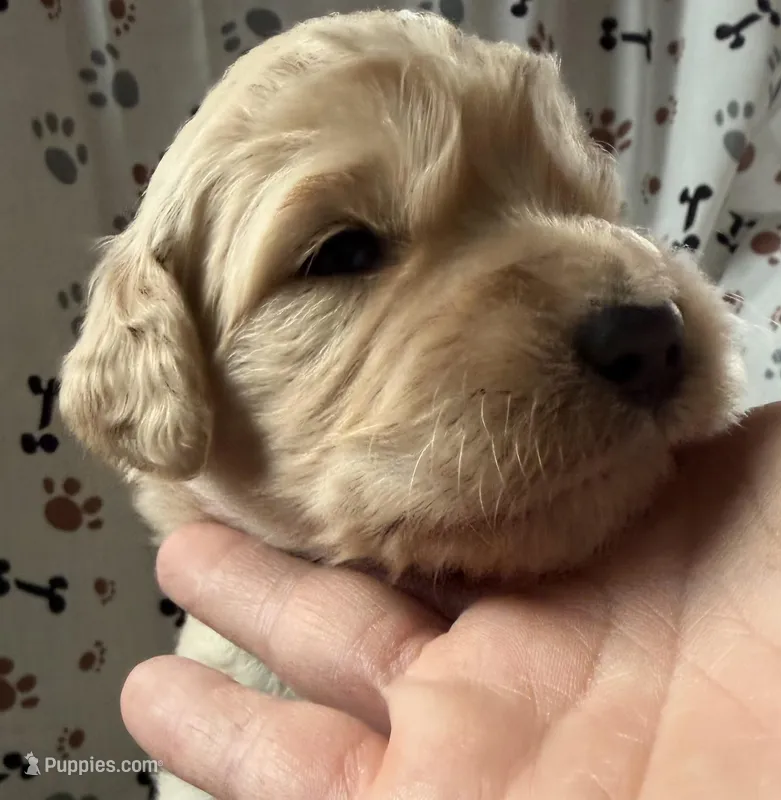 Fitz – Goldendoodle puppy for sale in Four Oaks, NC