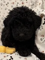 David, a male Goldendoodle for sale in Four Oaks, NC – 5 of 7