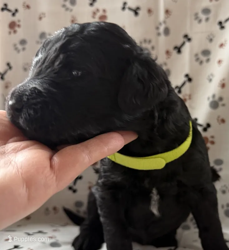 David – Goldendoodle puppy for sale in Four Oaks, NC