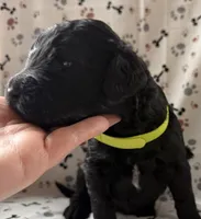 David, a male Goldendoodle for sale in Four Oaks, NC – Photo 1 of 3