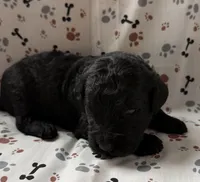 David, a male Goldendoodle for sale in Four Oaks, NC – Photo 2 of 3