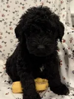 David, a male Goldendoodle for sale in Four Oaks, NC – 2 of 7