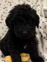 David, a male Goldendoodle for sale in Four Oaks, NC – 6 of 7