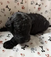David, a male Goldendoodle for sale in Four Oaks, NC – Photo 3 of 3