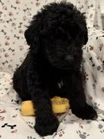 David, a male Goldendoodle for sale in Four Oaks, NC – 7 of 7