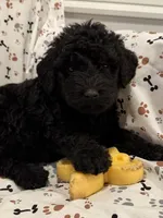David, a male Goldendoodle for sale in Four Oaks, NC – 4 of 7