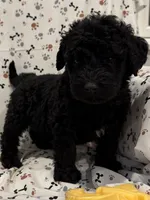 David, a male Goldendoodle for sale in Four Oaks, NC – 3 of 7