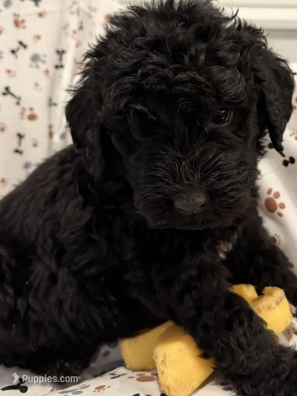 David – Goldendoodle puppy for sale in Four Oaks, NC