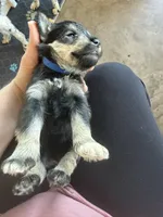 Keith, a male Miniature Schnauzer for sale in Four Oaks, NC – 4 of 7