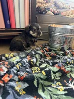 Keith, a male Miniature Schnauzer for sale in Four Oaks, NC – 7 of 7