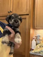 Keith, a male Miniature Schnauzer for sale in Four Oaks, NC – 2 of 7