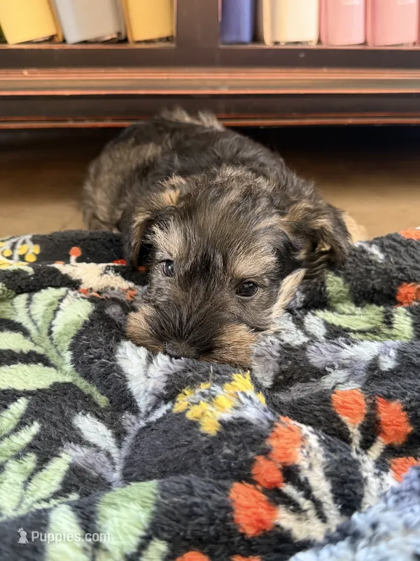 Keith – Miniature Schnauzer puppy for sale in Four Oaks, NC