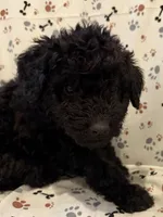 Cyrus, a male Goldendoodle for sale in Four Oaks, NC – 2 of 6