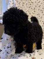 Cyrus, a male Goldendoodle for sale in Four Oaks, NC – 3 of 6