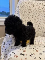 Cyrus, a male Goldendoodle for sale in Four Oaks, NC – 6 of 6
