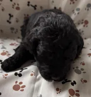 Cyrus, a male Goldendoodle for sale in Four Oaks, NC – Photo 4 of 4