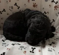 Cyrus, a male Goldendoodle for sale in Four Oaks, NC – Photo 3 of 4