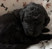 Cyrus, a male Goldendoodle for sale in Four Oaks, NC – Photo 2 of 4