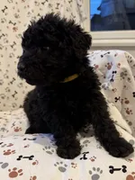 Cyrus, a male Goldendoodle for sale in Four Oaks, NC – 4 of 6