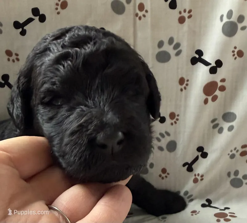 Cyrus – Goldendoodle puppy for sale in Four Oaks, NC