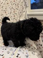 Cyrus, a male Goldendoodle for sale in Four Oaks, NC – 5 of 6