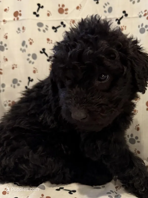 Cyrus – Goldendoodle puppy for sale in Four Oaks, NC
