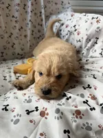 Charlie, a male Goldendoodle for sale in Four Oaks, NC – 10 of 10