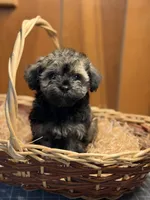 Cupcakes male Puppy, a male Poodle - Toy  and Toy Australian Shepherd for sale in Amite, LA – 5 of 10