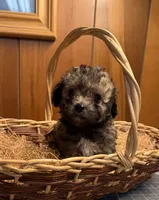 Muffins sable puppy , a male Poodle - Toy  and Toy Australian Shepherd for sale in Amite, LA – 4 of 4