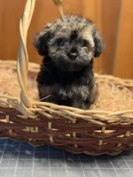 Cupcakes male Puppy, a male Poodle - Toy  and Toy Australian Shepherd for sale in Amite, LA – 6 of 10