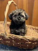 Cupcakes male Puppy, a male Poodle - Toy  and Toy Australian Shepherd for sale in Amite, LA – 3 of 10