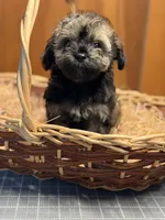 Cupcakes male Puppy, a male Poodle - Toy  and Toy Australian Shepherd for sale in Amite, LA – 7 of 10